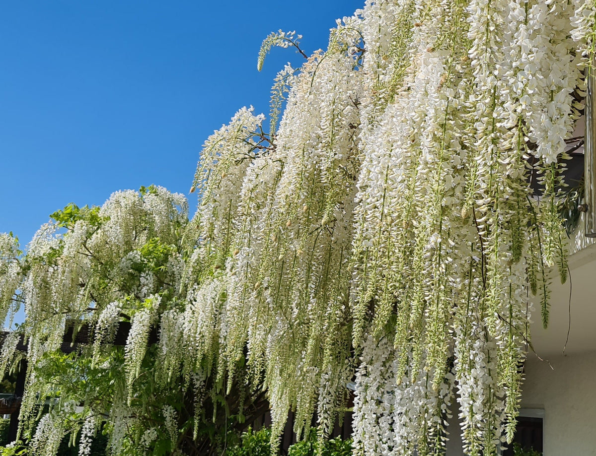 Honey & Moss Studio, White wisteria flowers hanging in long clusters from a white house exterior against a bright blue sky.